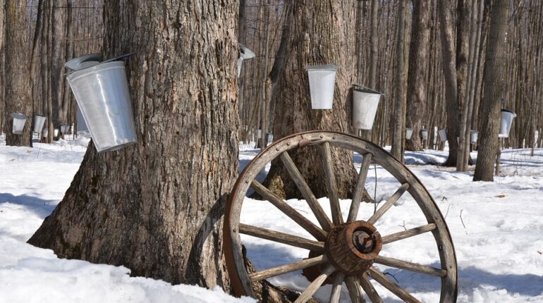 Arbres dans la neige